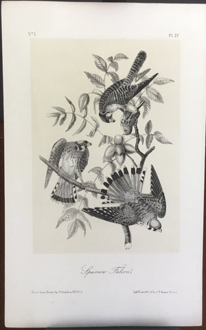 Audubon Octavo Sparrow Falcon plate 22 x uncolored test sheet. 7 x 11
