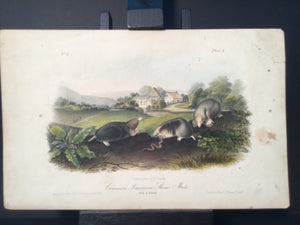 Lord-Hopkins Collection - Common American Shrew Mole