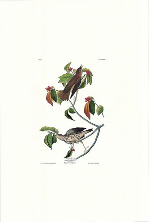 Wood Thrush