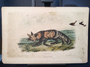Lord-Hopkins Collection - Jackall Fox