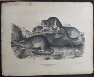 Audubon Original Imperial plate 29, Rocky Mountain Neotoma