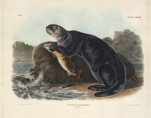 Sea Otter