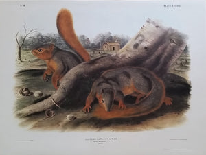 Say's Squirrel