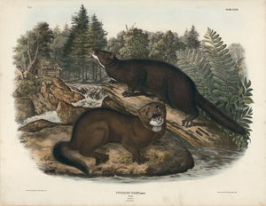 Original Audubon original Imperial Mink, plate 33