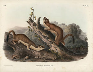Original Imperial Bridled Weasel, plate 60