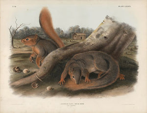 Original Imperial Say's Squirrel, plate 89
