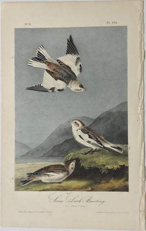 Audubon Octavo 1st Edition Snow Lark Bunting plate 155