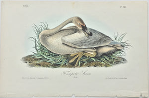 383 Audubon Octavo 1st Edition Trumpeter Swan