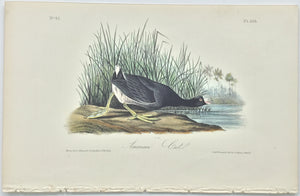 305 Audubon Octavo 1st Edition American Coot