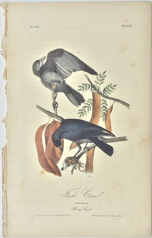 226 Audubon Octavo 1st Edition Fish Crow