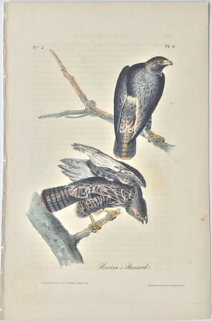 8 Audubon Octavo 1st Edition Harlan's Buzzard