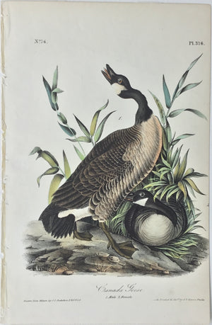 376 Audubon Octavo 1st Edition Canada Goose