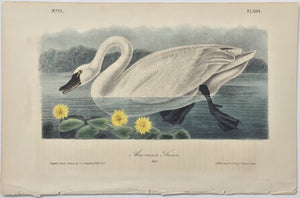 384 Audubon Octavo 1st Edition American Swan