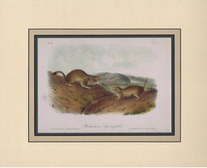 Original Audubon Octavo Quadruped Matted, Richardson's Spermophile, plate 50